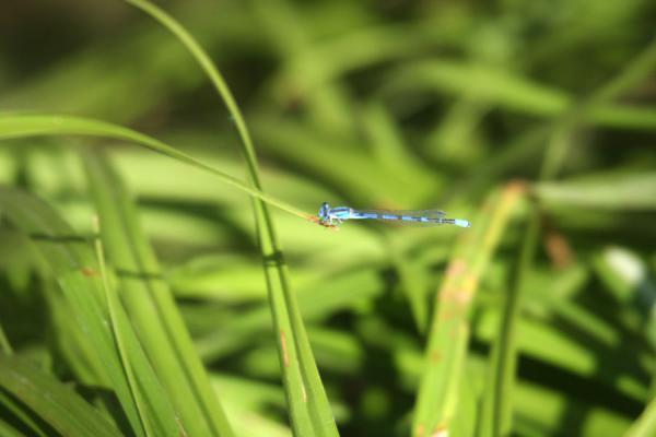 Picture of Blue dragon-fly taking a rest on a leaf near Middle Emerald Pool