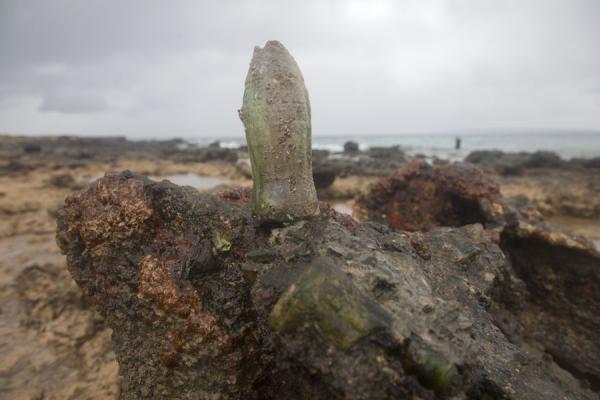 Picture of Million Dollar Point (Vanuatu): Military parts with Coca Cola bottle on top at Million Dollar Point