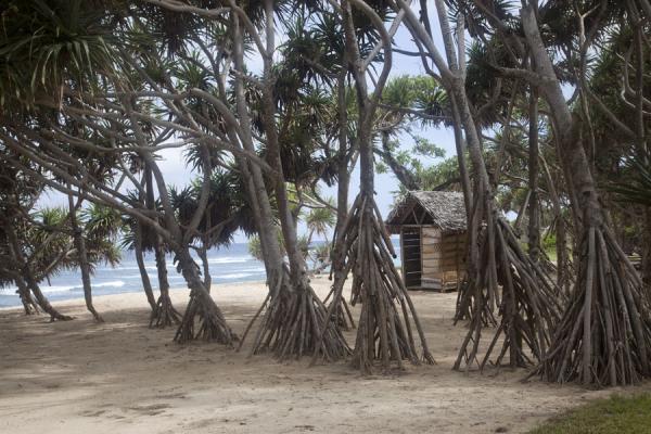 Foto van Breadfruit trees on the beach close to Port Resolution - Vanuatu - Oceanië