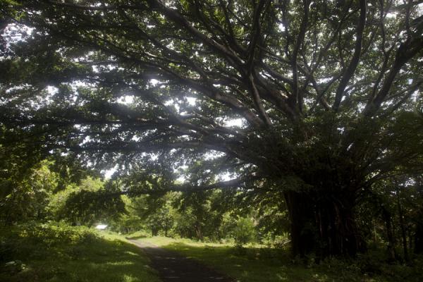 Foto van Banyan tree next to a road in Port ResolutionIreupuow - Vanuatu