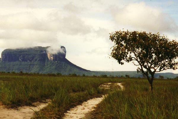 Picture of Tepui or flat-topped mountain near Canaima