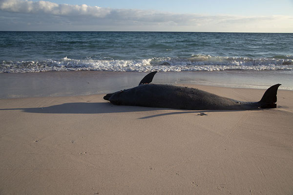 Foto van Unfortunate dolphin stranded on the beach of DelishaDelisha - Jemen