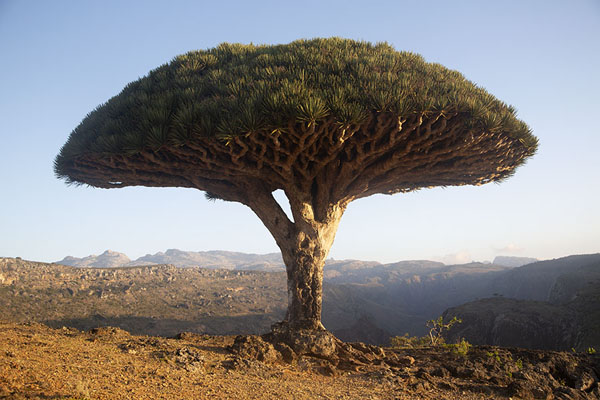 Picture of Dragon blood tree at the edge of a wadi just after sunrise - Yemen - Asia