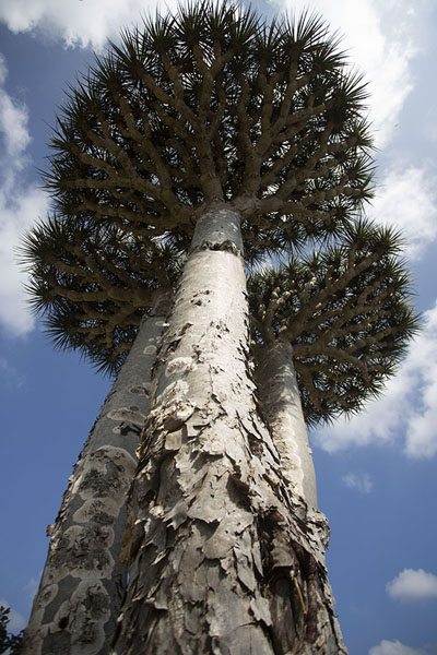 Looking up three dragon blood trees | Diksam Plateau | Yemen