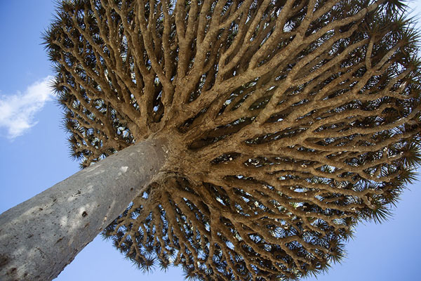 View from below one of the dragon blood trees | Diksam Plateau | Yemen