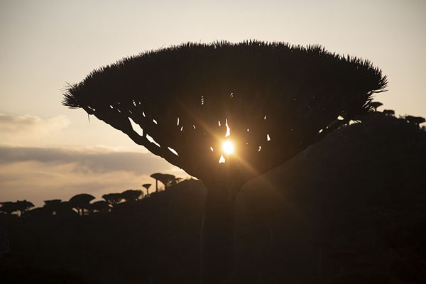 Picture of Sunset through one of the dragon blood treesDiksam Plateau - Yemen