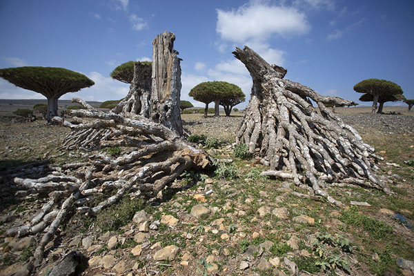 Remains of dragon blood trees on Diksam Plateau | Diksam Plateau | Yemen