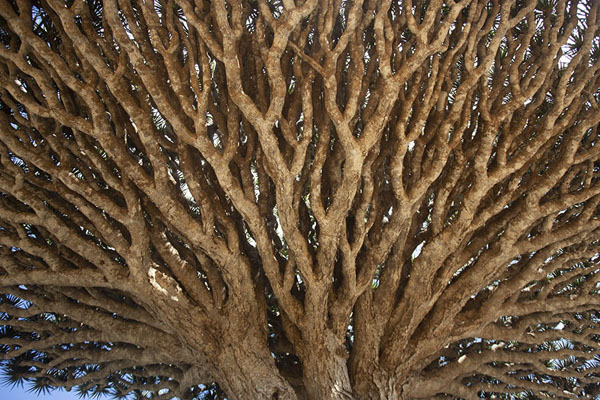 Looking up one of the impressive dragon blood trees on Diksam Plateau | Diksam Plateau | Yemen