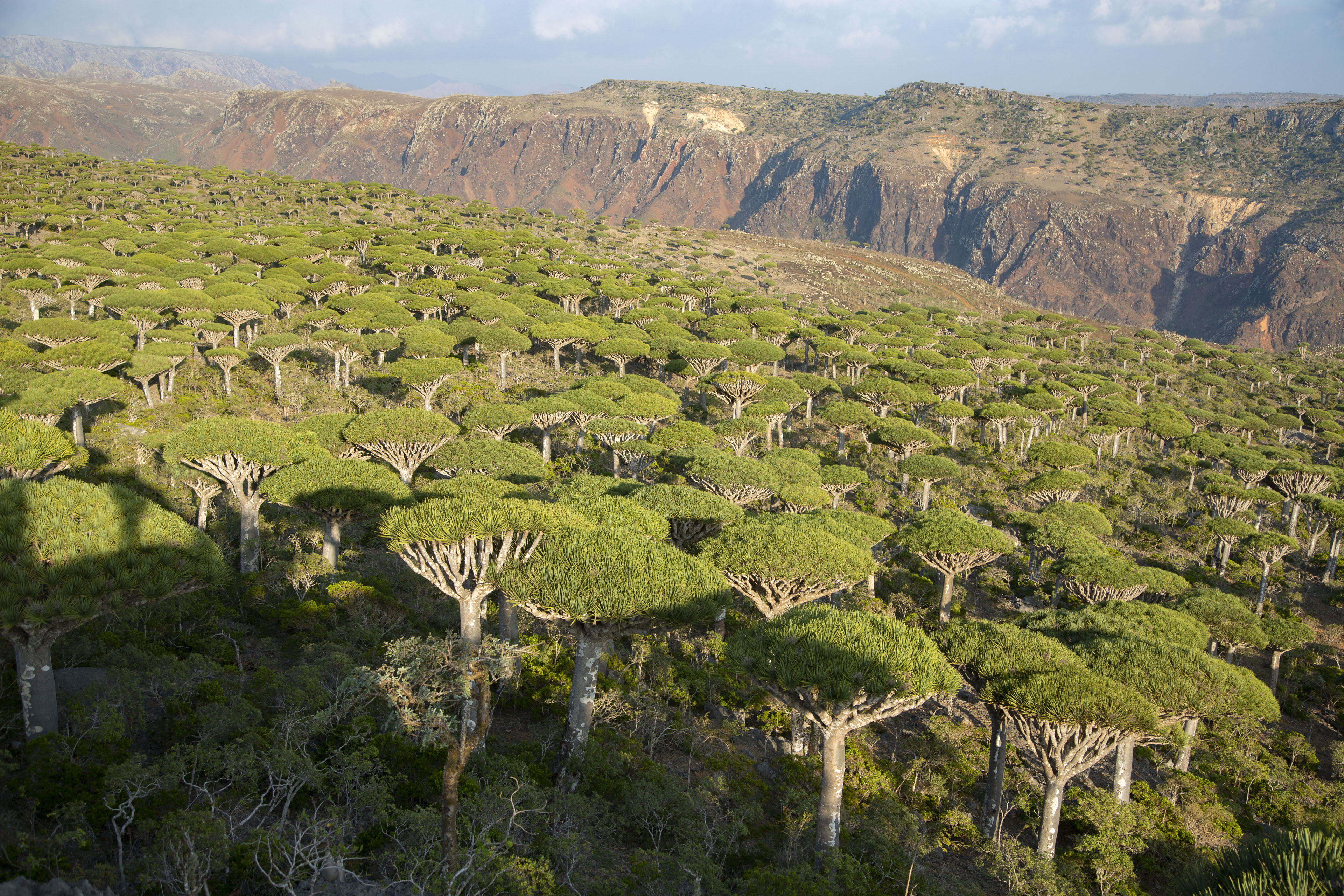 Picture of Looking out over a forest of dragon blood trees on Diksam Plateau in central SocotraDiksam Plateau - Yemen