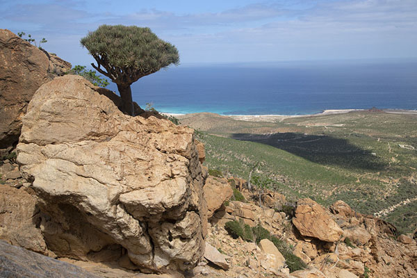 Photo de Dragon blood tree and the sea: panoramic view from below the infinity pool - Yémen - Asie