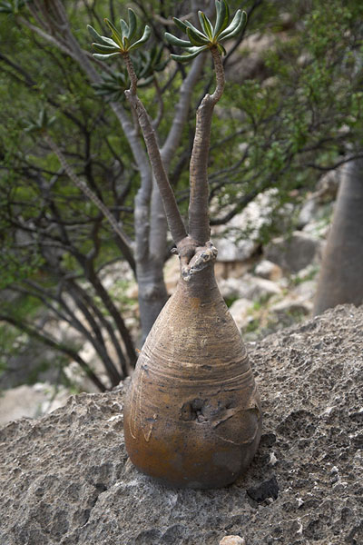 Bottle tree on the slopes of the mountain of Homhil | Piscina a sfioro di Homhil | Yemen