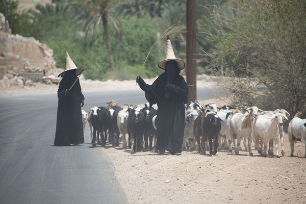 Two women wearing a mudhalla with a flock of sheep | Wadi Hadramaut | Yemen