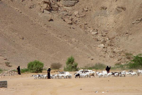 Some of those mysterious women herding goats | Wadi Hadramawt | Yemen