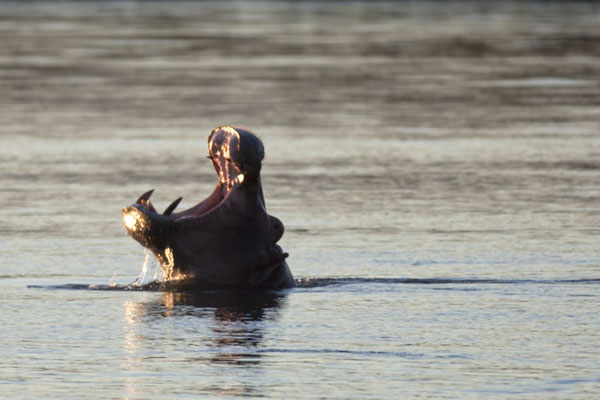 Picture of Hippo yawning in the Zambezi river at duskLower Zambezi - Zambia
