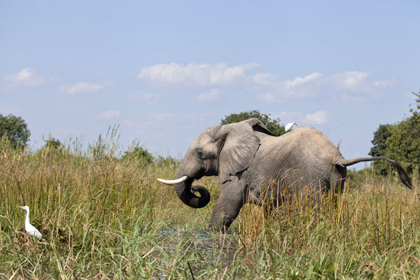 Picture of Elephant with birds on the banks of the ZambeziLower Zambezi - Zambia