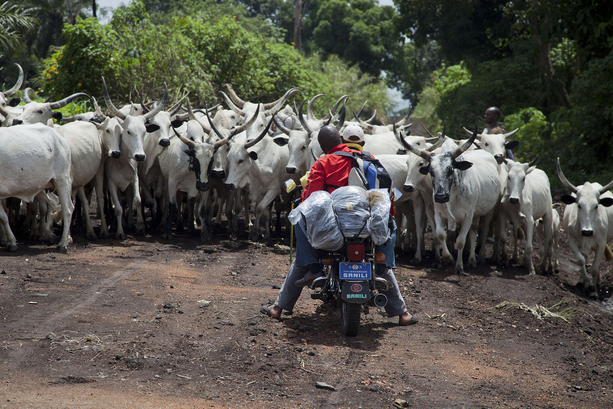 Cattle crossing, Cameroon
