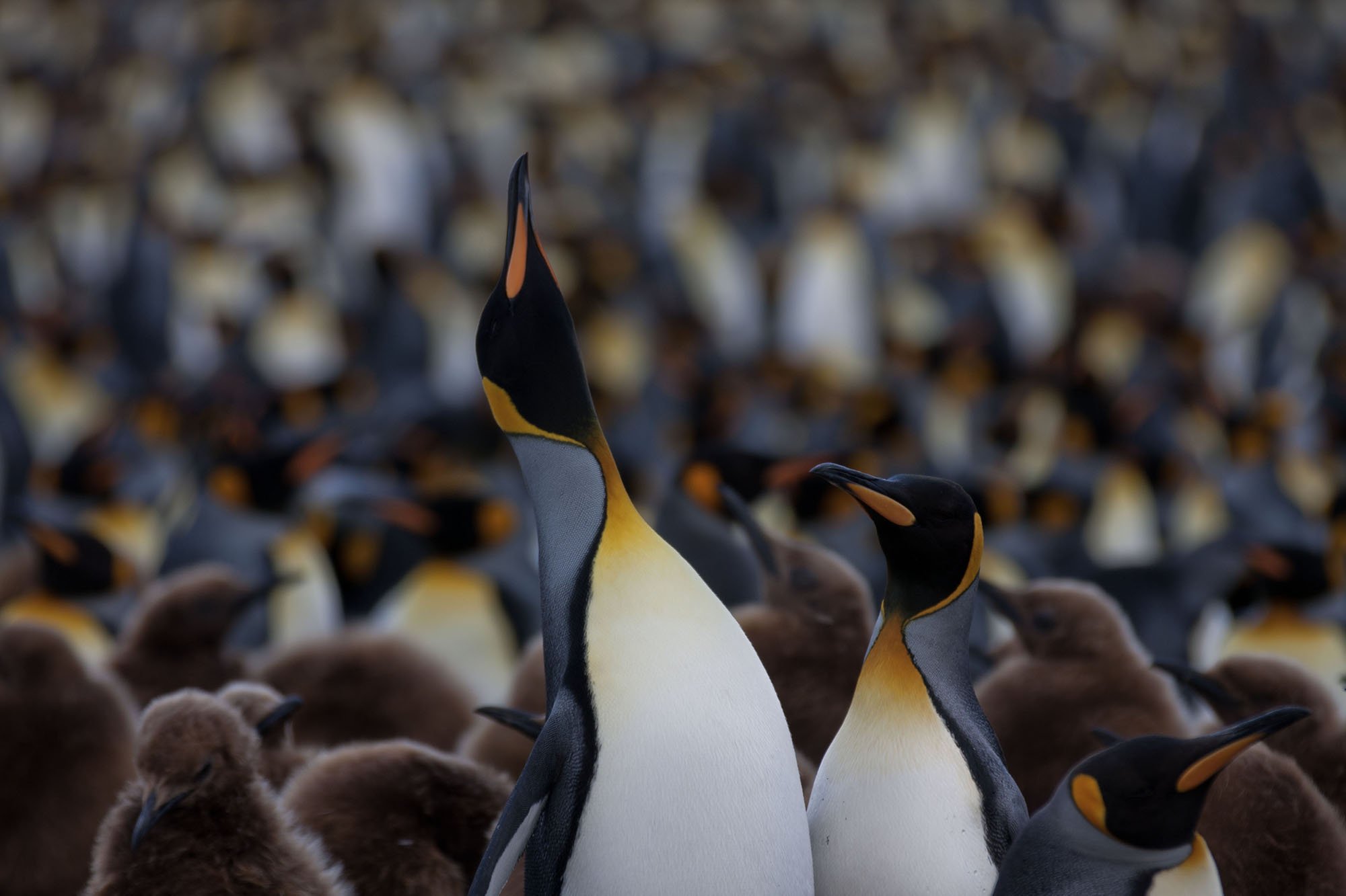 King penguin colony, South Georgia
