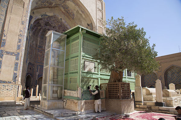 The tomb of Ansari with ilex tree, Afghanistan
