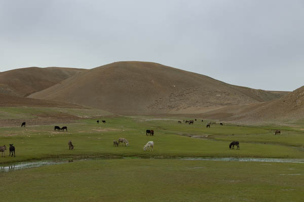 Picture of Donkeys grazing in a valley along the road to JamJam - Afghanistan