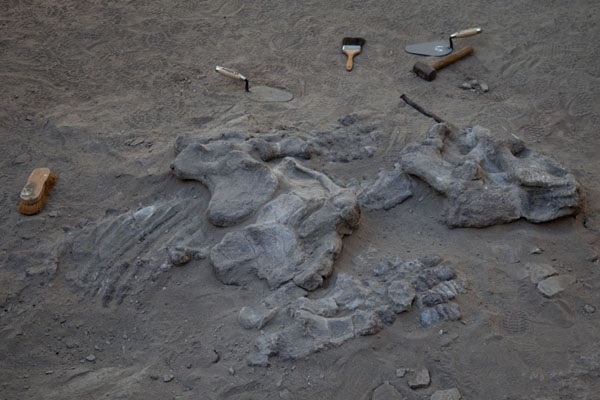 Photo de Fossils of a dinosaur on display in the visitor centre inside the parkParque Ischigualasto - l'Argentine