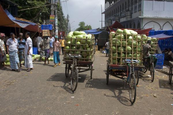 Transporting coconuts with special bicycles, Bangladesh