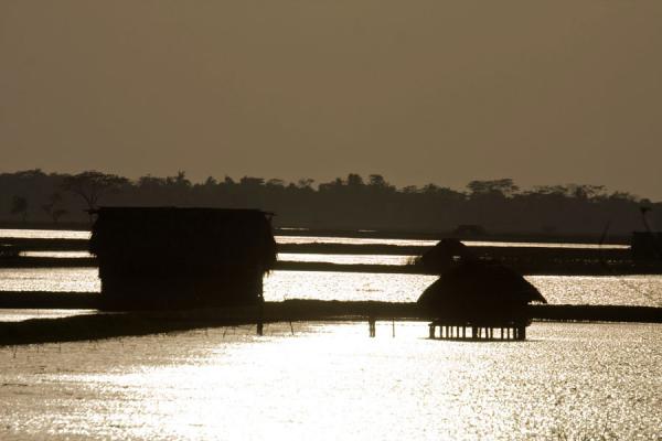 House on wooden poles in a landscape of water, Bangladesh Houses on stilts, strips of land and lots of water, Bangladesh
