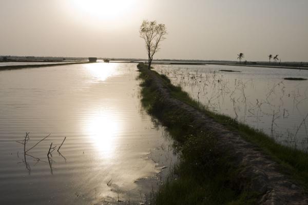 Dyke running through a landscape of water, Bangladesh Tree on dyke in water landscape, Bangladesh