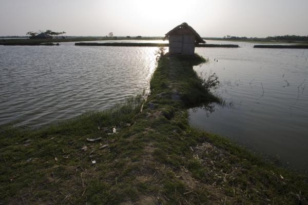 House with strip of land in a world of water, Bangladesh