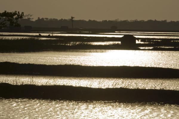 Late afternoon light over typical water landscape near Khulna, Bangladesh