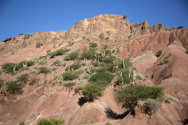 Photo de Looking up a side wall of the small canyon with cactiTupiza - la Bolivie