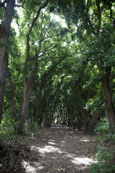 Lane of mango trees leading up to Karfiguela falls | Cascadas de Karfiguela | Burkina Faso