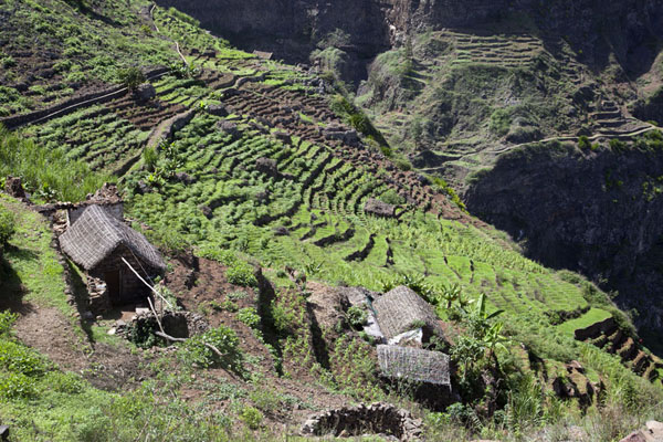 Looking down on the terraced fields with houses at the upper part of Chã de Pedra, Cabo Verde