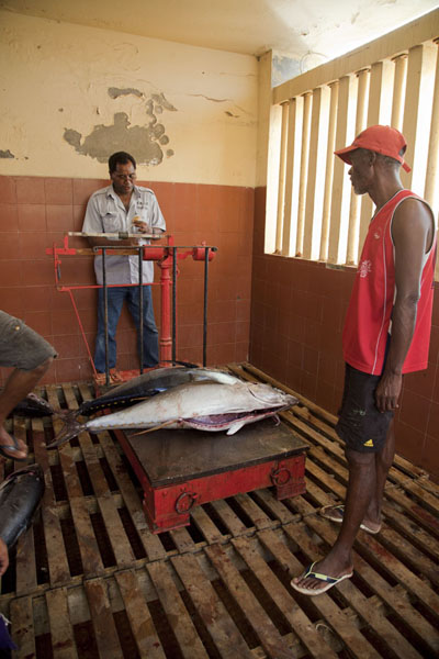 Weighing tuna at the fish market of Mindelo, Cabo Verde