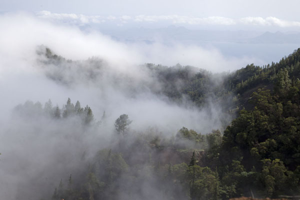 Clouds moving over the forest around Cova, Cabo Verde