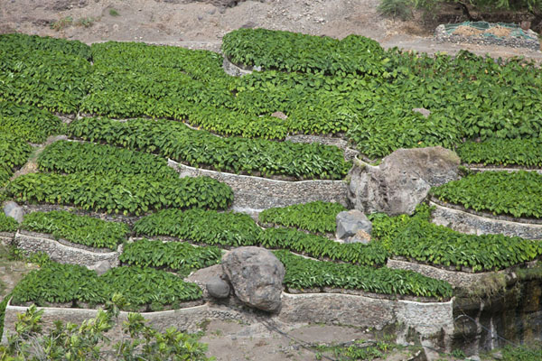 Agriculture in the valley east of Tarrafal, Cabo Verde