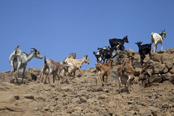 Goats running up the slopes of a mountain, Cabo Verde
