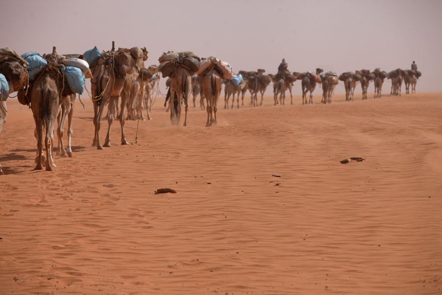 Foto di Caravan of camels marching through the desert near Eyo demiEyo demi - Ciad