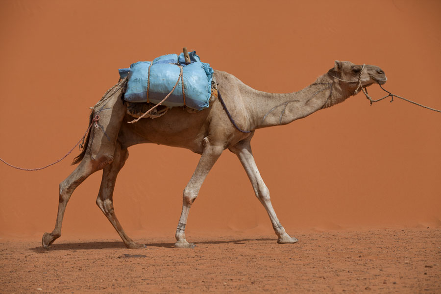 Foto di Camel walking past a sand duneEyo demi - Ciad
