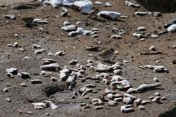 Small birds nibbling remains at Batang sky burial site, China