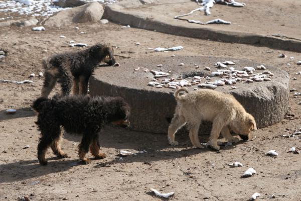 Foto van Dog looking for something to eat at Batang sky burial siteBatang - China