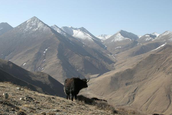 Picture of Yak with Tibetan mountains in the backgroundGanden - China