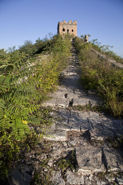 Foto de Trail overgrown by grass leading to one of the watchtowersJinshanling - China