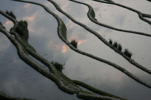 Clouds at sunset reflected in the waters of rice terraces near Xinjie, Yuanyang rice terraces, China