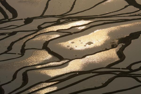 First rays of sunlight falling into the rice terraces at Duoyishu, Yuanyang rice terraces, China