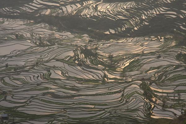 Looking down at the complex rice terrace fields of Tiger Mouth, Yuanyang rice terraces, China