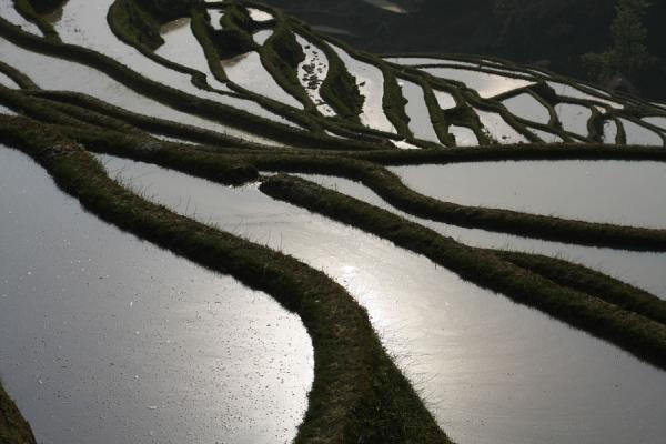 Rice terraces in Yuanyang, Yuanyang rice terraces, China
