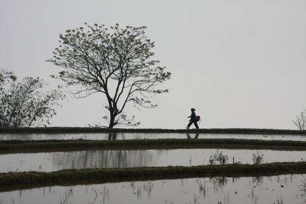 Hani woman walking over the edge of a rice terrace in Yuanyang, Yuanyang rice terraces, China