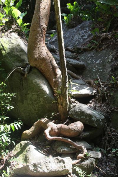 Roots of tree overgrowing the path leading up to Pueblito, Colombia