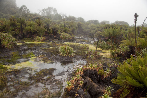 Typical vegetation and muddy landscape at the foot of the Puracé volcano, Colombia