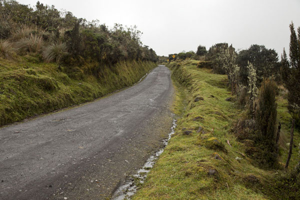 Track running through the páramo landscape of the Puracé, Colombia